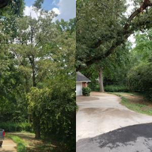 Making the Cut Tree Service
