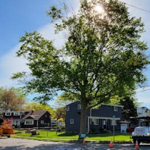 Crown Tree Service & Stump Grinding