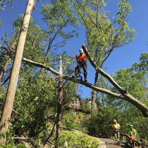 Parham Tree & Home Services