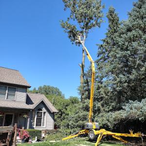 Trees & More tree service