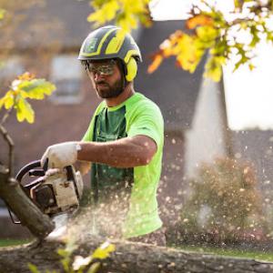 King Tree Specialists