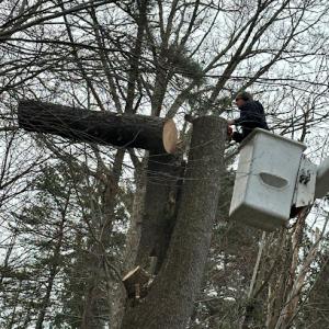 Bender's Tree Service