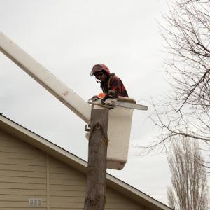 Columbia Valley Tree Care