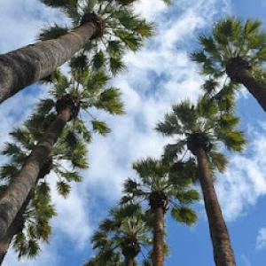 Forestry Mulch, Stump Grinding & Removal J.p.