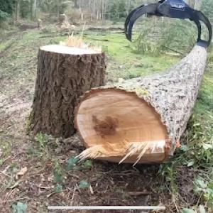 Lynnwood Tree Service