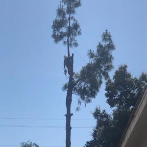 Monette Tree Service