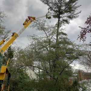 Brother Tree Service