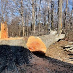 AnH Lawn & Tree Care Services