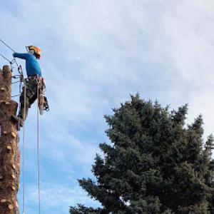 Arbor Care Lawn & Pest Control