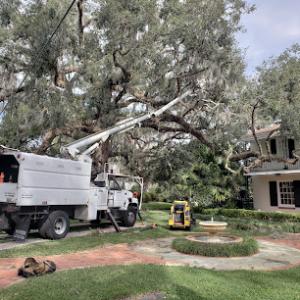 Bam Tree Services