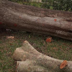 Timber Down Tree Service