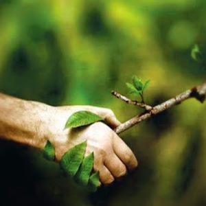 Advanced Tree Service