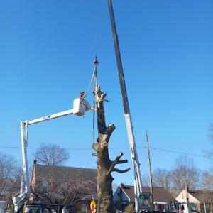 Cocalico Tree Service