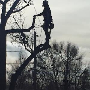Summit Tree Care
