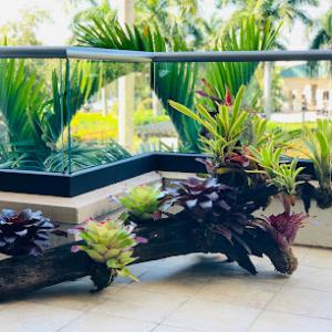 Tropical Creations by Oliver