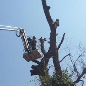 Whispering Pines Tree Service