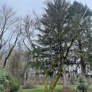 Monster Tree Service of Rochester