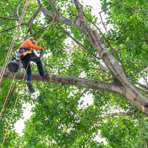 Quality Tree Service Temecula