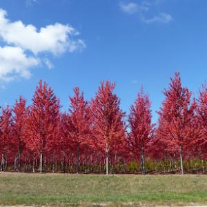 Red River Valley Tree Service