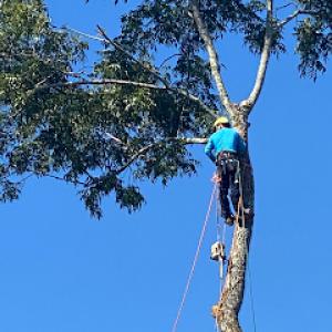 3 Climbers Tree Service