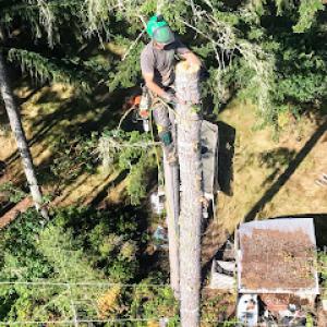 Thornhill Tree Care