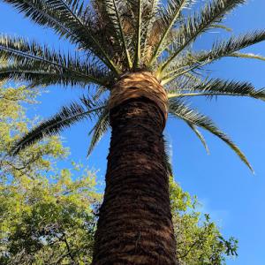 Branch Out Tree Care