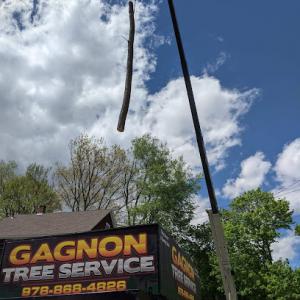 Gagnon Tree Service