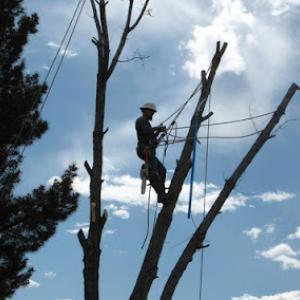 Arizona North Tree Service