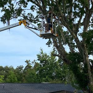 Top Notch Tree Experts