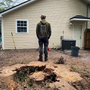 Wilson Family Tree Care