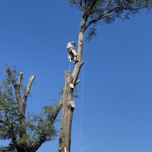 All American Tree Service