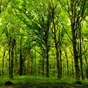 Rancho Cordova Tree Service