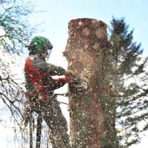 Rocky Mountain Tree Service