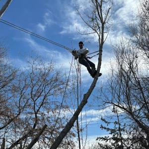 Elite tree & land care