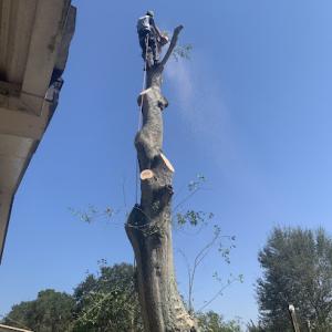 Kleen Kuts Tree Service