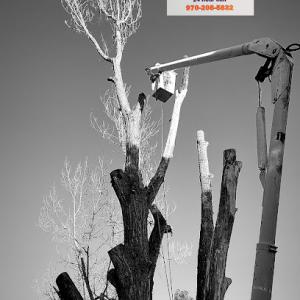 All Around Tree & Maintenance