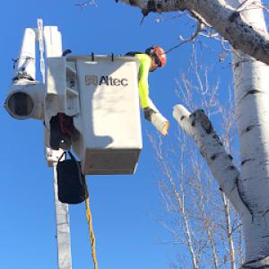 Jordan's Tree Moving & Maintenance