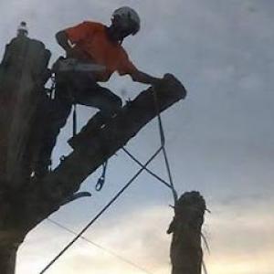 Ryans Tree Care & Services