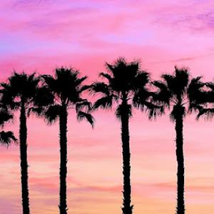 Chipper Tree Services