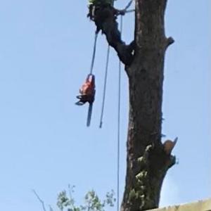 Omar tree services