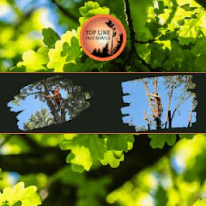 Top Line Tree Service
