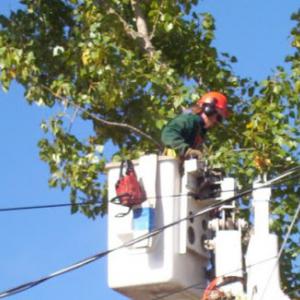 Port St Lucie Tree Service