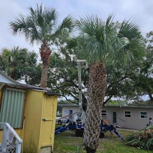 Miguel's Stump Grinding & Tree Service
