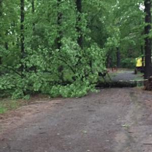 David Oviedo’s Tree service