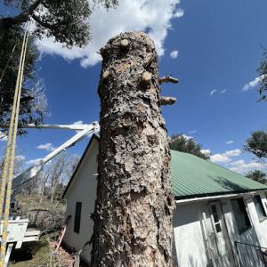 Superior Tree Service