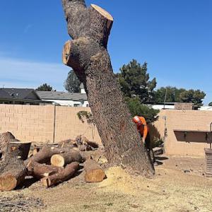 ArborMasters Tree Service