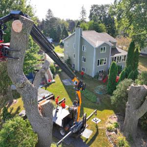 Limbwalkers Tree Service