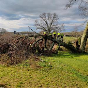 Spotswood Contracting & Tree Experts