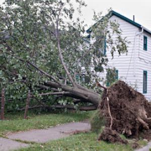 A Treemendous Tree Service