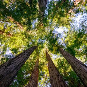 Florida Living Tree Service